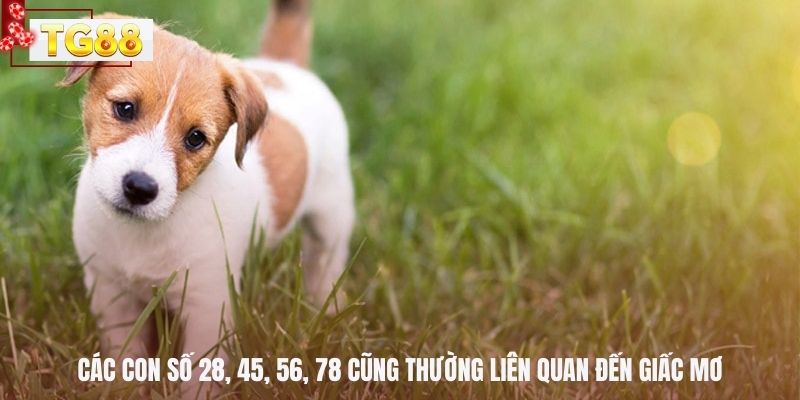 Các con số 28, 45, 56, 78 cũng thường liên quan đến giấc mơ