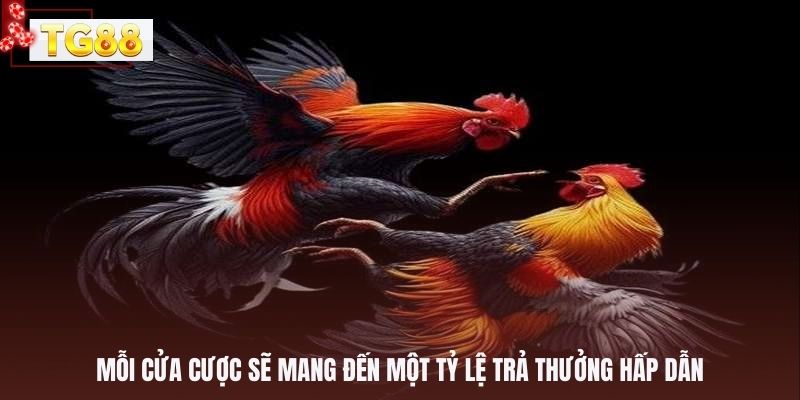 Mỗi cửa cược sẽ mang đến một tỷ lệ trả thưởng hấp dẫn